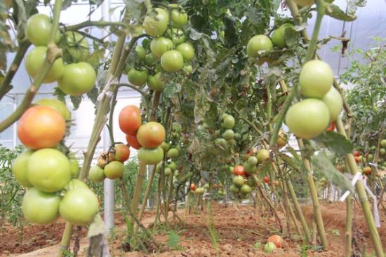 保山森林支队 自培蔬菜丰富官兵餐桌 - 中新网