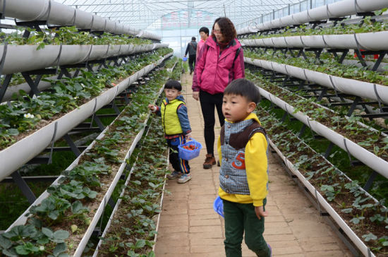 周末去昆明古莲村摘草莓 - 中新网云南频道