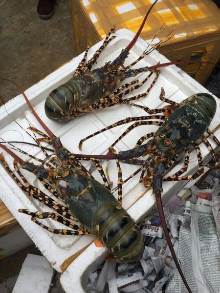 5100平方米越南海鲜市场亮相中越边境云南天保口岸