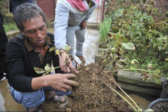 云南巍山彝族村发展庭院经济 滇重楼助力脱贫