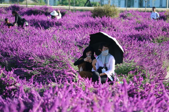 云南大理仁里邑村花海飘香 - 中新网云南频道