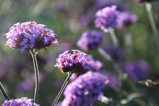 云南大理仁里邑村花海飘香