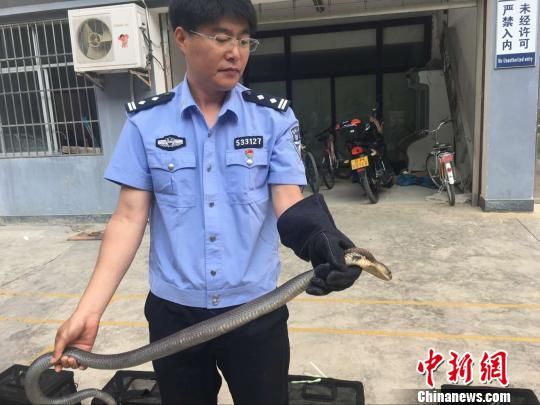 云南西畴一女子非法收购眼镜蛇被罚数万元