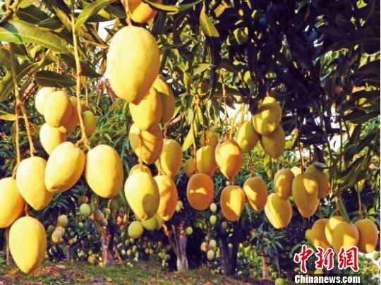 资料图,图为丽江华坪的芒果。 丽江外宣办供图