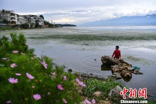 图为云南大理洱海风光。 任东 摄