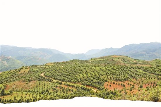 永德县崇岗乡大红山坚(果)咖(啡)生态文化产业园