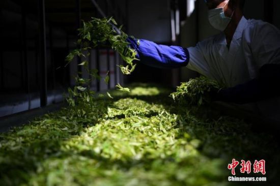 资料图为2022年6月30日，云南普洱，茶厂工作人员在加工普洱茶鲜叶。　 中新社记者 刘冉阳 摄