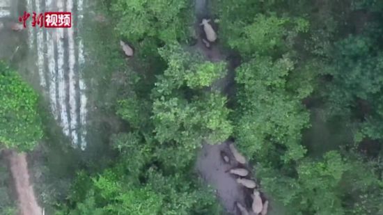  Xishuangbanna: More than 40 Asian elephants collectively "play water"