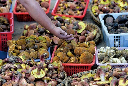 打雷了,下雨了,云南捡菌了 - 中新网云南频道