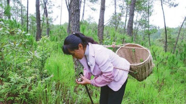 打雷了,下雨了,云南捡菌了 - 中新网云南频道