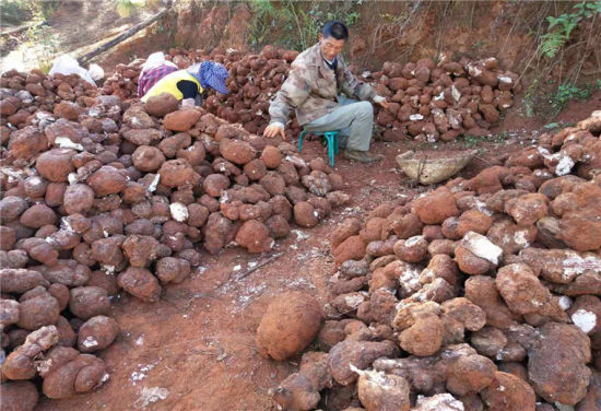 云南双柏县爱尼山乡:药材飘香赋能乡村振兴