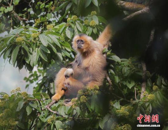 2017��10�£�����ɽ���Ҽ���Ȼ�����������ڹڳ���ԳЯ����������������Ϣ������ ��