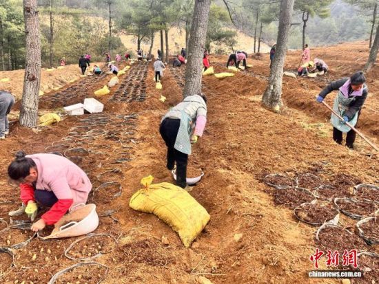 ��������������������ֲ���������顣������ ��