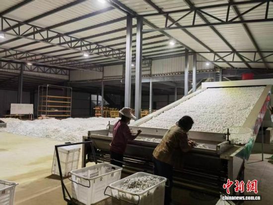 ������Ա�ּ�ϼ롣�»�ƽ ��