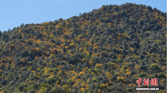 �ƿ���Ա����Ĳ�ɽֲ������ɽ�ۺϿ�ѧ�����Ŷ� ��ͼ