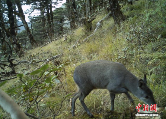 �ƿ���Ա��¼�������ꡣ��ɽ�ۺϿ�ѧ�����Ŷ� ��ͼ