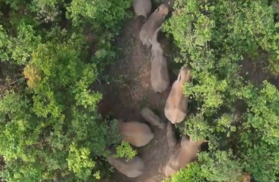 走近中国西南边陲的亚洲象“护象人”