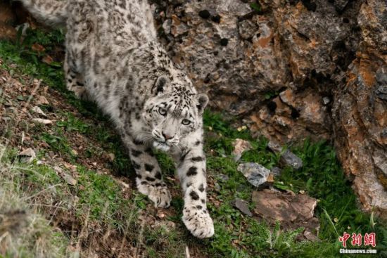 ѩ������־ũ ��