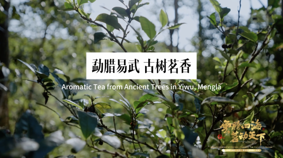 云茶之"风"|勐腊易武 古树茗香